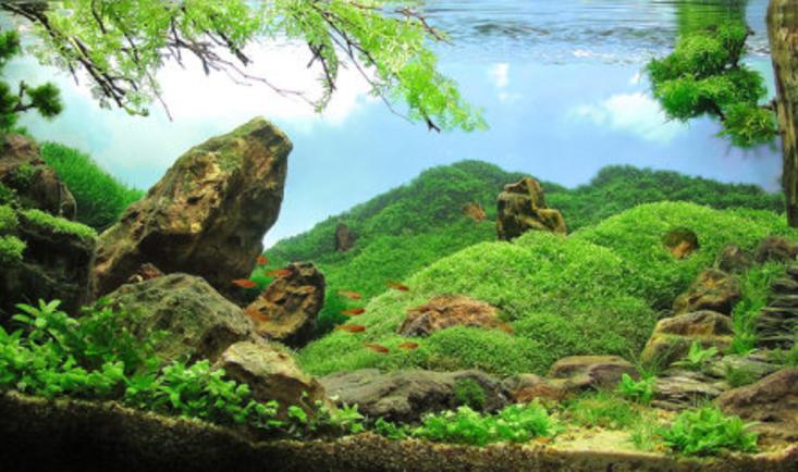 水族箱造景