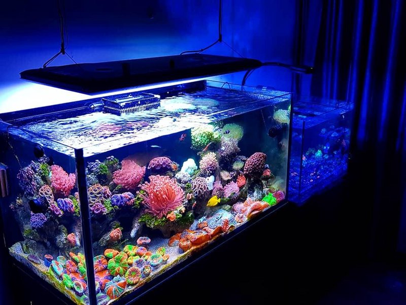 海水生态缸